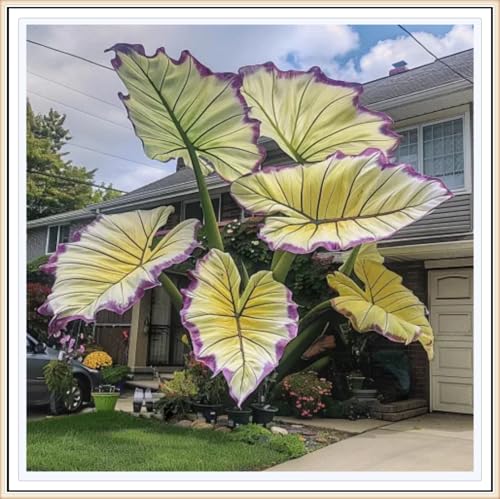 Elefantenohr Rhizome, HochwertigeRhizome, Ideale Garten Rhizome, Winterhart, Gemischte Farben, Perfekte Zimmer Zierpflanze, 8zwiebeln-E Elefantenohr Rhizome, HochwertigeRhizome, Ideale Garten Rhizome, Winterhart, Gemischte Farben, Perfekte Zimmer Zierpflanze, 8zwiebeln-E von XCMBNHY