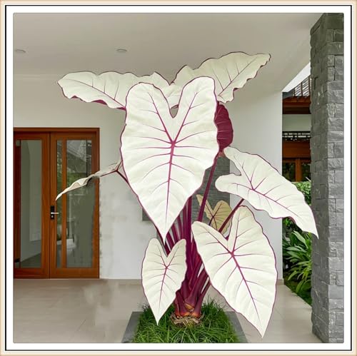 Elefantenohr Rhizome, HochwertigeRhizome, Ideale Garten Rhizome, Winterhart, Gemischte Farben, Perfekte Zimmer Zierpflanze, 8zwiebeln-G von XCMBNHY