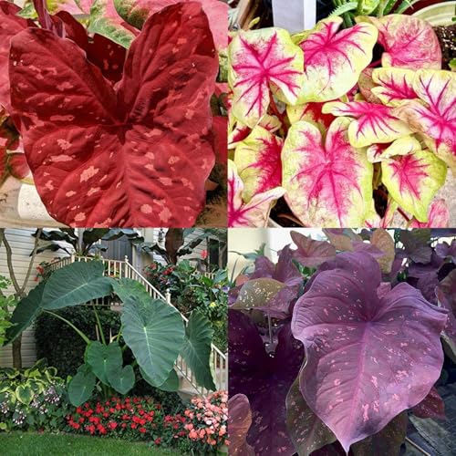 Elefantenohr Rhizome, HochwertigeRhizome, Perfekte Zimmer Zierpflanze, Ideale Garten Rhizome, Winterhart, Gemischte Farben-8zwiebeln-I von XCMBNHY