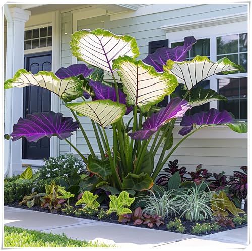 Elefantenohr Rhizome, Winterhart Taro Rhizome, Perfekte Zimmer-Zier, Garten Rhizome, HochwertigeRhizome, 5zwiebeln-J Elefantenohr Rhizome, Winterhart Taro Rhizome, Perfekte Zimmer-Zier, Garten Rhizome, HochwertigeRhizome, 5zwiebeln-J von XCMBNHY