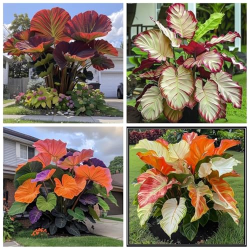 Elefantenohr Zwiebeln, Winterhart Pflanzen, Qualitätspflanzen, Taro Knollen, Garten Pflanzen, Elefantenohr Pflanze, Perfekte Zimmer-Zierpflanze, 5zwiebeln-J Elefantenohr Zwiebeln, Winterhart Pflanzen, Qualitätspflanzen, Taro Knollen, Garten Pflanzen, Elefantenohr Pflanze, Perfekte Zimmer-Zierpflanze, 5zwiebeln-J von XCMBNHY