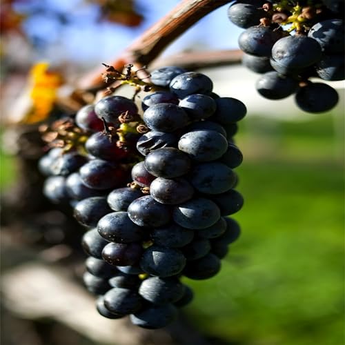 Garten Weintrauben, Kernlose Tafel-Trauben-Kollektion. Winterhart Weintraube, QualitätsRhizome, Winterharte Rhizome, Weinreben Sortiment kernlos. -1zwiebeln-E von XCMBNHY