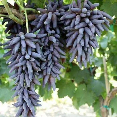 Garten Weintrauben, Kernlose Tafel-Trauben-Kollektion. Winterhart Weintraube, QualitätsRhizome, Winterharte Rhizome, Weinreben Sortiment kernlos. -2zwiebeln-A Garten Weintrauben, Kernlose Tafel-Trauben-Kollektion. Winterhart Weintraube, QualitätsRhizome, Winterharte Rhizome, Weinreben Sortiment kernlos. -2zwiebeln-A von XCMBNHY