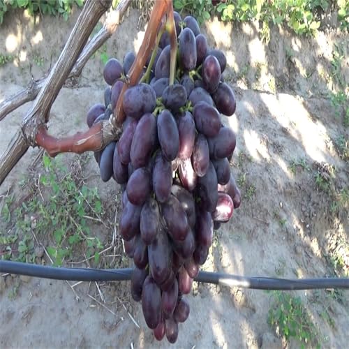 Garten Weintrauben, Kernlose Tafel-Trauben-Kollektion. Winterhart Weintraube, QualitätsRhizome, Winterharte Rhizome, Weinreben Sortiment kernlos. -2zwiebeln-B Garten Weintrauben, Kernlose Tafel-Trauben-Kollektion. Winterhart Weintraube, QualitätsRhizome, Winterharte Rhizome, Weinreben Sortiment kernlos. -2zwiebeln-B von XCMBNHY