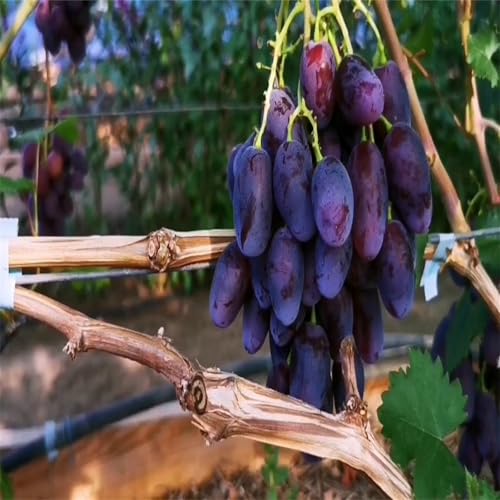 Garten Weintrauben, Kernlose Tafel-Trauben-Kollektion. Winterhart Weintraube, QualitätsRhizome, Winterharte Rhizome, Weinreben Sortiment kernlos. -3zwiebeln-C Garten Weintrauben, Kernlose Tafel-Trauben-Kollektion. Winterhart Weintraube, QualitätsRhizome, Winterharte Rhizome, Weinreben Sortiment kernlos. -3zwiebeln-C von XCMBNHY