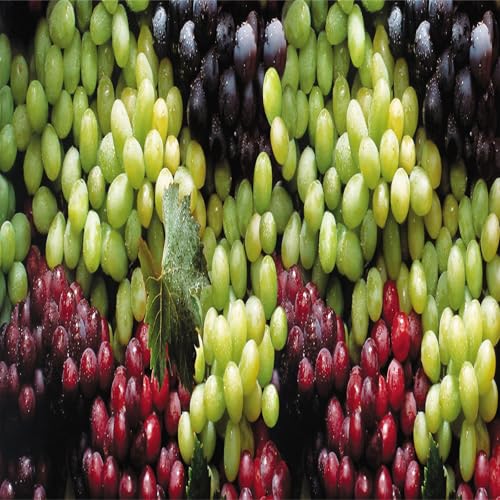 Garten Weintrauben, Kernlose Tafel-Trauben-Kollektion. Winterhart Weintraube, QualitätsRhizome, Winterharte Rhizome, Weinreben Sortiment kernlos. -3zwiebeln-H von XCMBNHY