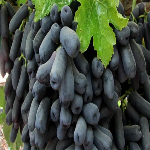 Garten Weintrauben, Kernlose Tafel-Trauben-Kollektion. Winterhart Weintraube, QualitätsRhizome, Winterharte Rhizome, Weinreben Sortiment kernlos. -4zwiebeln-D von XCMBNHY