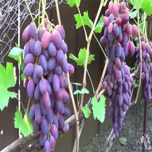 Garten Weintrauben, Kernlose Tafel-Trauben-Kollektion. Winterhart Weintraube, QualitätsRhizome, Winterharte Rhizome, Weinreben Sortiment kernlos. -4zwiebeln-F von XCMBNHY