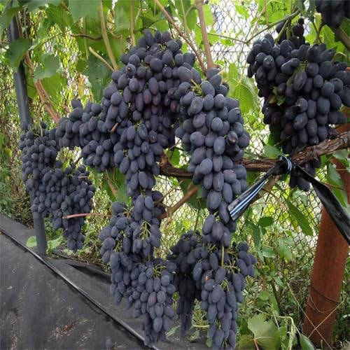 Garten Weintrauben, Kernlose Tafel-Trauben-Kollektion. Winterhart Weintraube, QualitätsRhizome, Winterharte Rhizome, Weinreben Sortiment kernlos. -5zwiebeln-G von XCMBNHY