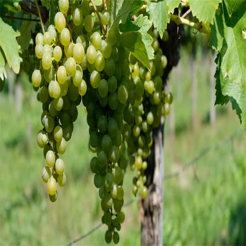 Garten Winterhart Weintraube, QualitätsRhizome, Winterharte Rhizome, Weinreben Sortiment kernlos. Weintrauben Rhizome, Kernlose Tafel-Trauben-Kollektion. -1zwiebeln-H Garten Winterhart Weintraube, QualitätsRhizome, Winterharte Rhizome, Weinreben Sortiment kernlos. Weintrauben Rhizome, Kernlose Tafel-Trauben-Kollektion. -1zwiebeln-H von XCMBNHY