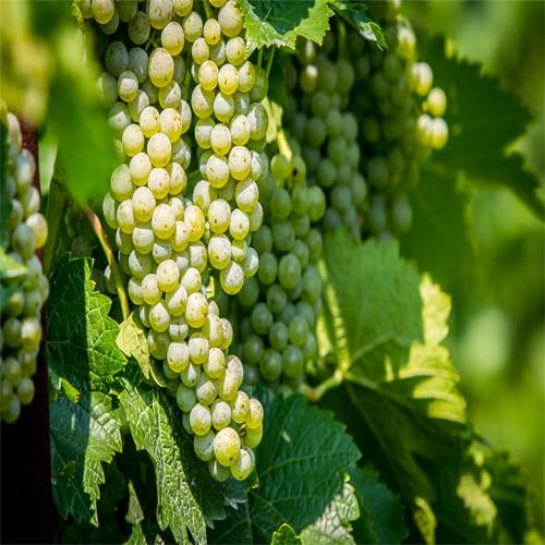 Garten Winterhart Weintraube, QualitätsRhizome, Winterharte Rhizome, Weinreben Sortiment kernlos. Weintrauben Rhizome, Kernlose Tafel-Trauben-Kollektion. -3zwiebeln-E Garten Winterhart Weintraube, QualitätsRhizome, Winterharte Rhizome, Weinreben Sortiment kernlos. Weintrauben Rhizome, Kernlose Tafel-Trauben-Kollektion. -3zwiebeln-E von XCMBNHY