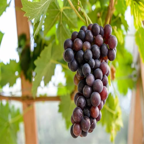 Garten Winterhart Weintraube, QualitätsRhizome, Winterharte Rhizome, Weinreben Sortiment kernlos. Weintrauben Rhizome, Kernlose Tafel-Trauben-Kollektion. -4zwiebeln-B von XCMBNHY
