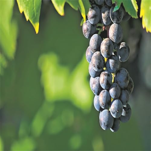 Garten Winterhart Weintraube, QualitätsRhizome, Winterharte Rhizome, Weinreben Sortiment kernlos. Weintrauben Rhizome, Kernlose Tafel-Trauben-Kollektion. -4zwiebeln-D von XCMBNHY