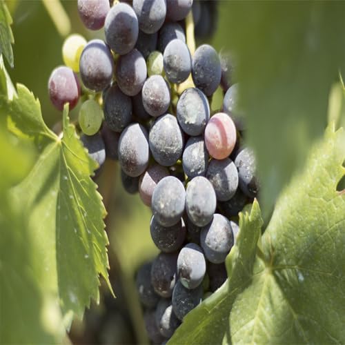 Garten Winterhart Weintraube, QualitätsRhizome, Winterharte Rhizome, Weinreben Sortiment kernlos. Weintrauben Rhizome, Kernlose Tafel-Trauben-Kollektion. -4zwiebeln-F von XCMBNHY