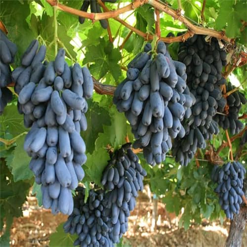 Garten Winterhart Weintraube, QualitätsRhizome, Winterharte Rhizome, Weinreben Sortiment kernlos. Weintrauben Rhizome, Kernlose Tafel-Trauben-Kollektion. -4zwiebeln-I von XCMBNHY