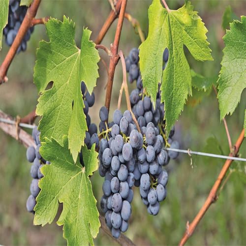 Garten Winterhart Weintraube, QualitätsRhizome, Winterharte Rhizome, Weinreben Sortiment kernlos. Weintrauben Rhizome, Kernlose Tafel-Trauben-Kollektion. -4zwiebeln-J von XCMBNHY