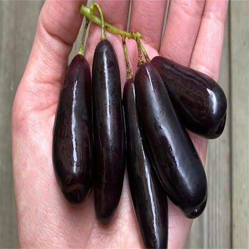 Garten Winterhart Weintraube, QualitätsRhizome, Winterharte Rhizome, Weinreben Sortiment kernlos. Weintrauben Rhizome, Kernlose Tafel-Trauben-Kollektion. -5zwiebeln-G Garten Winterhart Weintraube, QualitätsRhizome, Winterharte Rhizome, Weinreben Sortiment kernlos. Weintrauben Rhizome, Kernlose Tafel-Trauben-Kollektion. -5zwiebeln-G von XCMBNHY