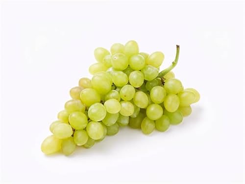 Garten Winterhart Weintraube, Weinrebe QualitätsRhizome, Winterharte Rhizome, Weinreben Sortiment kernlos. Weintrauben Rhizome, Kernlose Tafel-Trauben-Kollektion. -1zwiebeln-A Garten Winterhart Weintraube, Weinrebe QualitätsRhizome, Winterharte Rhizome, Weinreben Sortiment kernlos. Weintrauben Rhizome, Kernlose Tafel-Trauben-Kollektion. -1zwiebeln-A von XCMBNHY