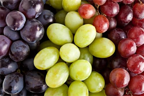 Garten Winterhart Weintraube, Weinrebe QualitätsRhizome, Winterharte Rhizome, Weinreben Sortiment kernlos. Weintrauben Rhizome, Kernlose Tafel-Trauben-Kollektion. -2zwiebeln-F von XCMBNHY