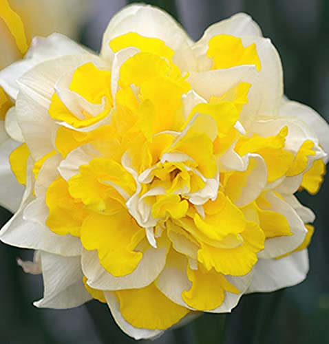 Gartendekoration, MehrjäHrige Blumenzwiebeln, Narzissen Knollen, GroßBlumige Narzissen, KäLtebestäNdige Blumenzwiebeln,-4zwiebelns-G Gartendekoration, MehrjäHrige Blumenzwiebeln, Narzissen Knollen, GroßBlumige Narzissen, KäLtebestäNdige Blumenzwiebeln,-4zwiebelns-G von XCMBNHY