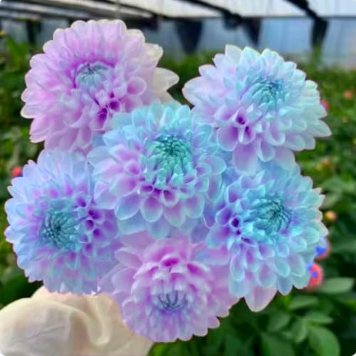 GroßE Dahlie, Einfach Zu ZüChten, Dahlien Rhizomen, Dauerblüher, Winterhart MehrjäHrig, Seltene Rhizome, Gemischte Farben, 5zwiebeln-G GroßE Dahlie, Einfach Zu ZüChten, Dahlien Rhizomen, Dauerblüher, Winterhart MehrjäHrig, Seltene Rhizome, Gemischte Farben, 5zwiebeln-G von XCMBNHY