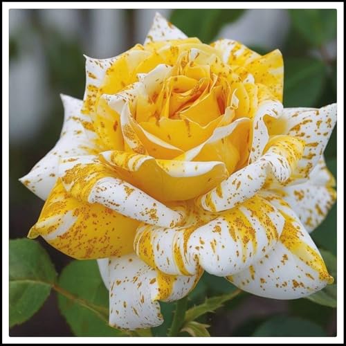 Hochwertige, Rosen Rhizome, MysteriöSe Magische GlüHbirne, Winterharte Rhizome, MehrjäHrige QualitätsRhizome, Garten Rhizome, 4zwiebeln-F von XCMBNHY