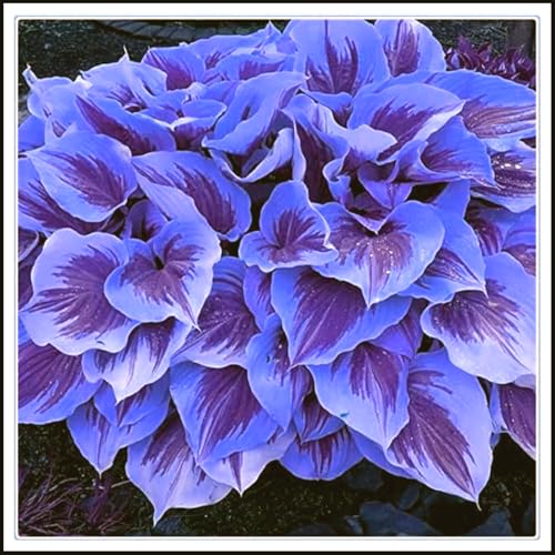 Hosta Rhizome, Dauerblüher QualitätsRhizome, Funkien Rhizome, Große Winterhart Rhizome, Ideale Garten Rhizome, Hosta MehrjäHrig, 4zwiebeln-A Hosta Rhizome, Dauerblüher QualitätsRhizome, Funkien Rhizome, Große Winterhart Rhizome, Ideale Garten Rhizome, Hosta MehrjäHrig, 4zwiebeln-A von XCMBNHY