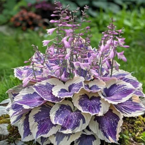 Hosta Zwiebeln, Dauerblüher Qualitätspflanzen, Hosta MehrjäHrig, Funkien Pflanze, Große Winterhart pflanzen, Ideale Garten Pflanzen, Pflanzen Funken-8zwiebeln-I Hosta Zwiebeln, Dauerblüher Qualitätspflanzen, Hosta MehrjäHrig, Funkien Pflanze, Große Winterhart pflanzen, Ideale Garten Pflanzen, Pflanzen Funken-8zwiebeln-I von XCMBNHY