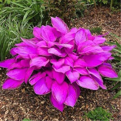Hosta Zwiebeln, Hosta MehrjäHrig, Funkien Pflanze, Dauerblüher Qualitätspflanzen, Große Winterhart pflanzen, Ideale Garten Pflanzen, Pflanzen Funken-10zwiebeln-G Hosta Zwiebeln, Hosta MehrjäHrig, Funkien Pflanze, Dauerblüher Qualitätspflanzen, Große Winterhart pflanzen, Ideale Garten Pflanzen, Pflanzen Funken-10zwiebeln-G von XCMBNHY