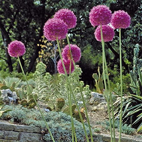 Ideale Innenraum, MehrjäHrige, Garten, Pflegeleicht, Exklusive, Einzigartiges Farbspiel, Winterhart Qualitäts, Winterharte,-5 Allium-A Ideale Innenraum, MehrjäHrige, Garten, Pflegeleicht, Exklusive, Einzigartiges Farbspiel, Winterhart Qualitäts, Winterharte,-5 Allium-A von XCMBNHY