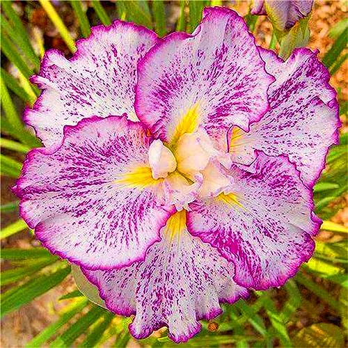 Iris Rhizome, Schwertlilien Winterhart, QualitätsRhizome, Ideale Garten Rhizome, Schwertlilie Rhizome, Iris Staude, Mix Mehrjährig Iris Rhizome, 10zwiebeln-c von XCMBNHY