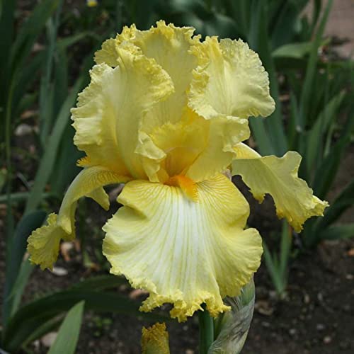 Iris Rhizome, Schwertlilien Winterhart, QualitätsRhizome, Ideale Garten Rhizome, Schwertlilie Rhizome, Iris Staude, Mix Mehrjährig Iris Rhizome, 15zwiebeln-j Iris Rhizome, Schwertlilien Winterhart, QualitätsRhizome, Ideale Garten Rhizome, Schwertlilie Rhizome, Iris Staude, Mix Mehrjährig Iris Rhizome, 15zwiebeln-j von XCMBNHY