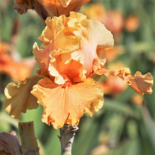 Iris Rhizome, Schwertlilien Winterhart, QualitätsRhizome, Ideale Garten Rhizome, Schwertlilie Rhizome, Iris Staude, Mix Mehrjährig Iris Rhizome, 6zwiebeln-a von XCMBNHY