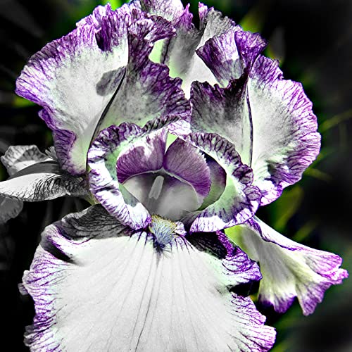Iris Rhizome, Schwertlilien Winterhart, QualitätsRhizome, Ideale Garten Rhizome, Schwertlilie Rhizome, Iris Staude, Mix Mehrjährig Iris Rhizome, 6zwiebeln-b von XCMBNHY