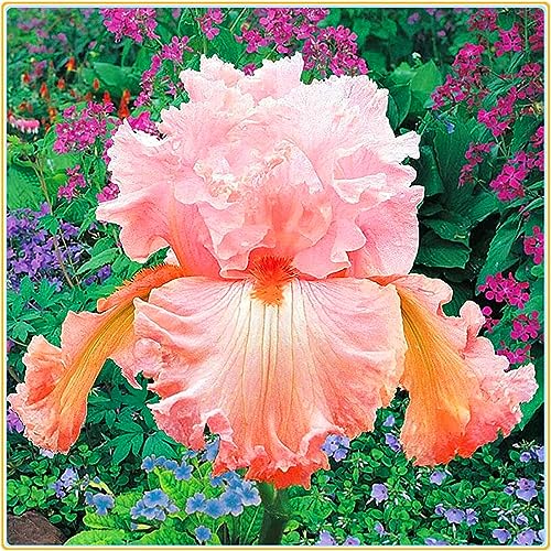 Iris Rhizome, Schwertlilien Winterhart, QualitätsRhizome, Ideale Garten Rhizome, Schwertlilie Rhizome, Iris Staude, Mix Mehrjährig Iris Rhizome, 6zwiebeln-d von XCMBNHY