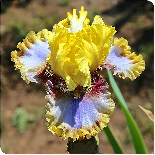 Iris Rhizome, Schwertlilien Winterhart, QualitätsRhizome, Ideale Garten Rhizome, Schwertlilie Rhizome, Iris Staude, Mix Mehrjährig Iris Rhizome, 6zwiebeln-g Iris Rhizome, Schwertlilien Winterhart, QualitätsRhizome, Ideale Garten Rhizome, Schwertlilie Rhizome, Iris Staude, Mix Mehrjährig Iris Rhizome, 6zwiebeln-g von XCMBNHY