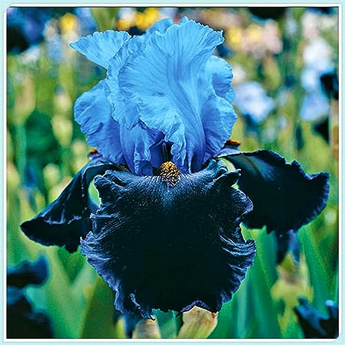 Iris Rhizome, Schwertlilien Winterhart, QualitätsRhizome, Ideale Garten Rhizome, Schwertlilie Rhizome, Iris Staude, Mix Mehrjährig Iris Rhizome, 8zwiebeln-e von XCMBNHY