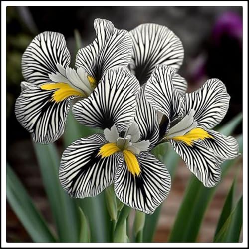 Iris Rhizome, Schwertlilien Winterhart, Schwertlilie Rhizome, Iris Staude, Mix Mehrjährig Iris Rhizome, QualitätsRhizome, Ideale Garten Rhizome, 10zwiebeln-f Iris Rhizome, Schwertlilien Winterhart, Schwertlilie Rhizome, Iris Staude, Mix Mehrjährig Iris Rhizome, QualitätsRhizome, Ideale Garten Rhizome, 10zwiebeln-f von XCMBNHY