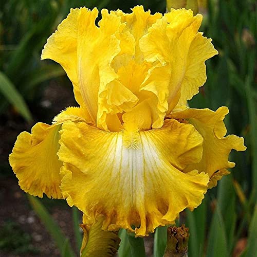 Iris Rhizome, Schwertlilien Winterhart, Schwertlilie Rhizome, Iris Staude, Mix Mehrjährig Iris Rhizome, QualitätsRhizome, Ideale Garten Rhizome, 15zwiebeln-c von XCMBNHY