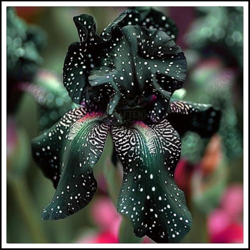 Iris Rhizome, Schwertlilien Winterhart, Schwertlilie Rhizome, Iris Staude, Mix Mehrjährig Iris Rhizome, QualitätsRhizome, Ideale Garten Rhizome, 15zwiebeln-e von XCMBNHY