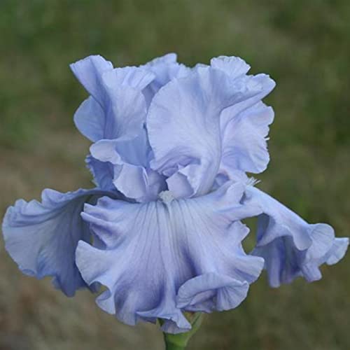 Iris Rhizome, Schwertlilien Winterhart, Schwertlilie Rhizome, Iris Staude, Mix Mehrjährig Iris Rhizome, QualitätsRhizome, Ideale Garten Rhizome, 4zwiebeln-a von XCMBNHY