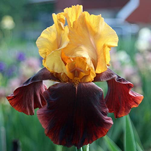 Iris Rhizome, Schwertlilien Winterhart, Schwertlilie Rhizome, Iris Staude, Mix Mehrjährig Iris Rhizome, QualitätsRhizome, Ideale Garten Rhizome, 4zwiebeln-b Iris Rhizome, Schwertlilien Winterhart, Schwertlilie Rhizome, Iris Staude, Mix Mehrjährig Iris Rhizome, QualitätsRhizome, Ideale Garten Rhizome, 4zwiebeln-b von XCMBNHY