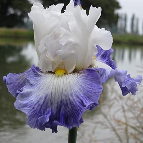 Iris Rhizome, Schwertlilien Winterhart, Schwertlilie Rhizome, Iris Staude, Mix Mehrjährig Iris Rhizome, QualitätsRhizome, Ideale Garten Rhizome, 4zwiebeln-h Iris Rhizome, Schwertlilien Winterhart, Schwertlilie Rhizome, Iris Staude, Mix Mehrjährig Iris Rhizome, QualitätsRhizome, Ideale Garten Rhizome, 4zwiebeln-h von XCMBNHY