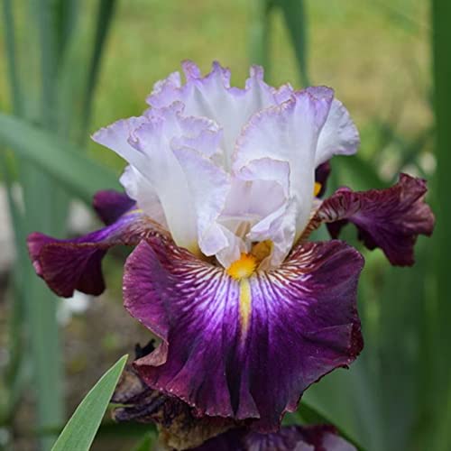 Iris Rhizome, Schwertlilien Winterhart, Schwertlilie Rhizome, Iris Staude, Mix Mehrjährig Iris Rhizome, QualitätsRhizome, Ideale Garten Rhizome, 4zwiebeln-i von XCMBNHY