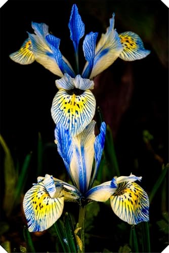 Iris Rhizome, Schwertlilien Winterhart, Schwertlilie Rhizome, Mehrjährig Iris, QualitätsRhizome, Ideale Garten Rhizome, 4zwiebeln-f von XCMBNHY
