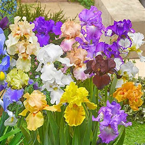 Iris Rhizome, Schwertlilien Winterhart, Schwertlilie Rhizome, Mehrjährig Iris, QualitätsRhizome, Ideale Garten Rhizome, 4zwiebeln-g von XCMBNHY
