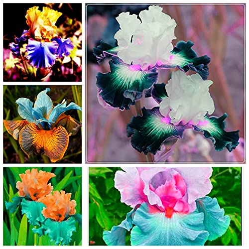 Iris Rhizome, Schwertlilien Winterhart, Schwertlilie Rhizome, Mehrjährig Iris Rhizome, QualitätsRhizome, Ideale Garten Rhizome, 4zwiebeln-b Iris Rhizome, Schwertlilien Winterhart, Schwertlilie Rhizome, Mehrjährig Iris Rhizome, QualitätsRhizome, Ideale Garten Rhizome, 4zwiebeln-b von XCMBNHY