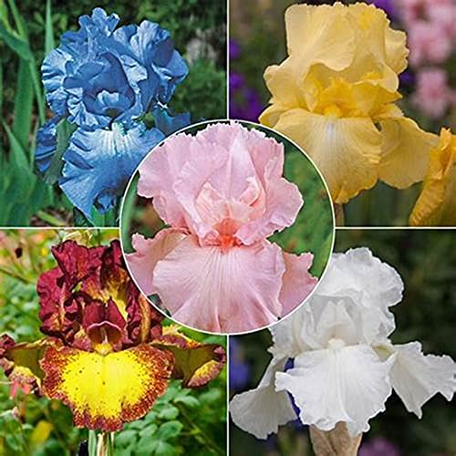 Iris Rhizome, Schwertlilien Winterhart, Schwertlilie Rhizome, Mehrjährig Iris Rhizome, QualitätsRhizome, Ideale Garten Rhizome, 4zwiebeln-g von XCMBNHY