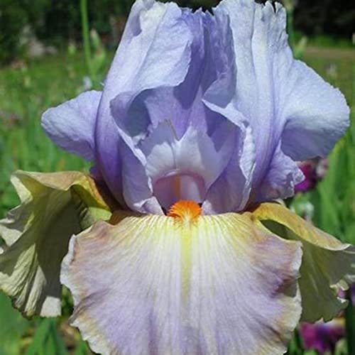 Iris Rhizome, Schwertlilien Winterhart, Schwertlilie Rhizome, Mehrjährig Iris Rhizome, QualitätsRhizome, Ideale Garten Rhizome, 4zwiebeln-i von XCMBNHY