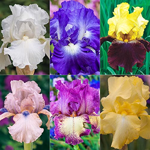 Iris Rhizome, Schwertlilien Winterhart, Schwertlilie Rhizome, Mehrjährig Iris Rhizome, QualitätsRhizome, Ideale Garten Rhizome, 8zwiebeln-a von XCMBNHY